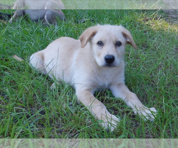 Medium Photo #8 Shepweiller Puppy For Sale in MC INTYRE, GA, USA