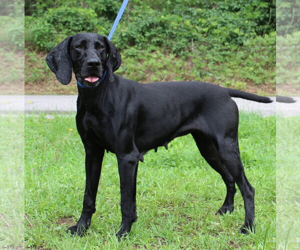 Medium Photo #1 Unknown-Weimaraner Mix Puppy For Sale in Prattville, AL, USA