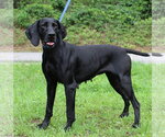 Small Weimaraner Mix
