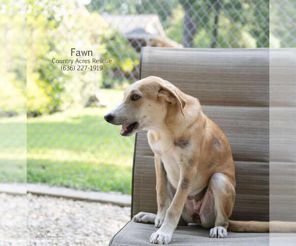 Medium Photo #2 Retriever -Unknown Mix Puppy For Sale in Manchester, MO, USA