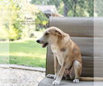 Small #1 Retriever  Mix