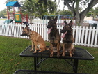 Small Photo #10 Belgian Malinois-Dutch Shepherd Dog Mix Puppy For Sale in CUTLER BAY, FL, USA