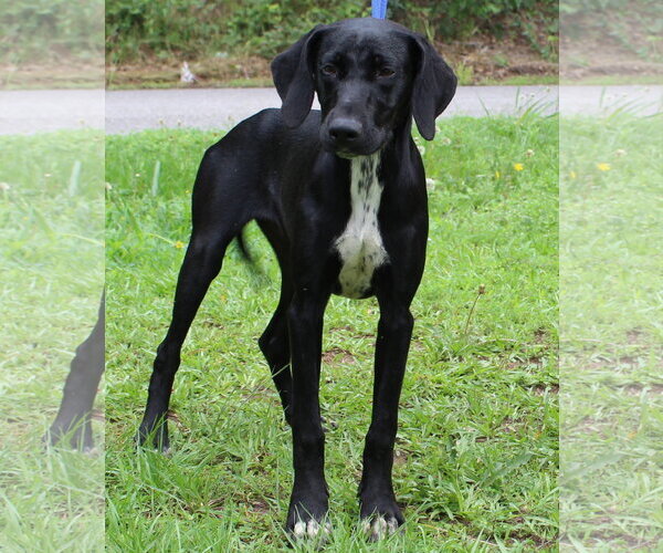 Medium Photo #2 Mutt Puppy For Sale in Prattville, AL, USA