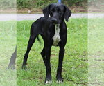 Small #1 Mutt