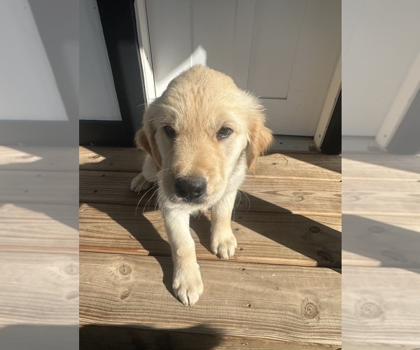 Medium Photo #7 Golden Retriever Puppy For Sale in AUSTIN, KY, USA