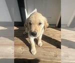 Small #6 Golden Retriever
