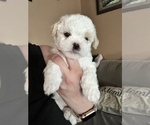 Small Poodle (Toy)-Shih-Poo Mix