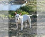 Small Bull Terrier