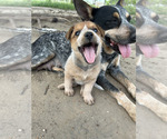 Small Photo #3 Australian Cattle Dog Puppy For Sale in POTEET, TX, USA