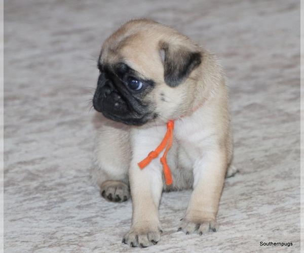 Medium Photo #6 Pug Puppy For Sale in WINNSBORO, TX, USA