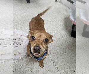 Itzel - Female Mutt Dog for Adoption - Photo #3