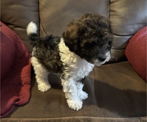 Maltipoo (Toy) Puppy for Sale in OTTAWA, Kansas USA
