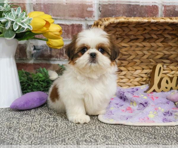 Medium Photo #4 Shih Tzu Puppy For Sale in SYRACUSE, IN, USA