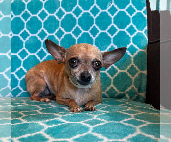 Medium Photo #5 Chihuahua-Unknown Mix Puppy For Sale in Pacolet, SC, USA