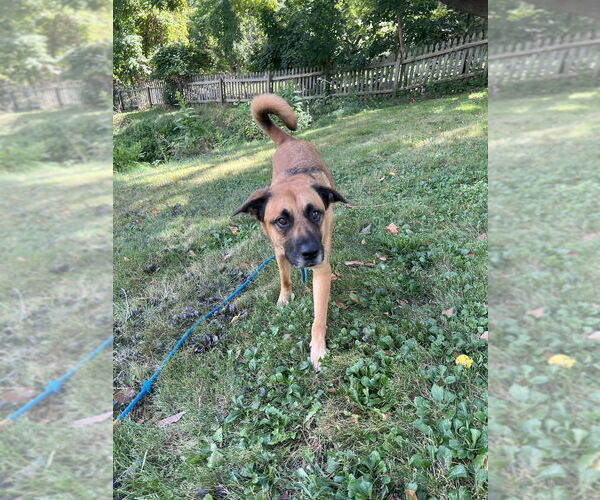 Medium Photo #4 Mutt Puppy For Sale in Springdale, PA, USA
