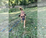 Small #3 Mutt