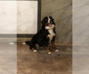 Mother of the Bernese Mountain Dog puppies born on 11/03/2021