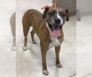 Boxer-Unknown Mix Dogs for adoption in Riverside, CA, USA
