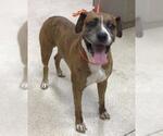 Small Boxer Mix