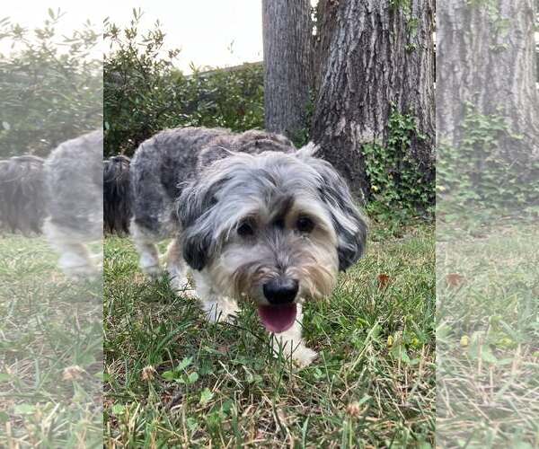 Medium Photo #8 Mutt Puppy For Sale in Westminster, MD, USA