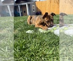 Small #6 American Pit Bull Terrier Mix