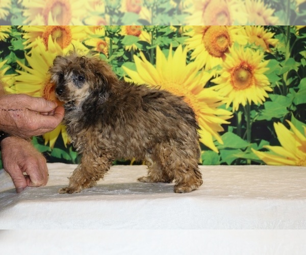 Medium Photo #2 Poodle (Toy) Puppy For Sale in DYERSBURG, TN, USA