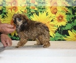 Marbles - Male Poodle (Toy) Puppy for Sale - Photo #2