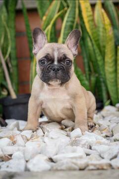 Medium Photo #4 French Bulldog Puppy For Sale in CUTLER BAY, FL, USA