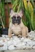 Small Photo #4 French Bulldog Puppy For Sale in CUTLER BAY, FL, USA