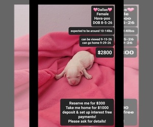 Havapoo Puppy for sale in TUCSON, AZ, USA