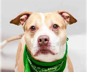 CHICO (DONUT) - Male Mutt Dog for Adoption - Photo #2