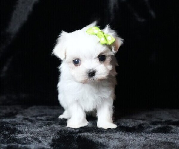 Medium Photo #3 Maltese Puppy For Sale in ROCK VALLEY, IA, USA