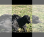 Small Photo #5 Labradoodle Puppy For Sale in ETOILE, KY, USA