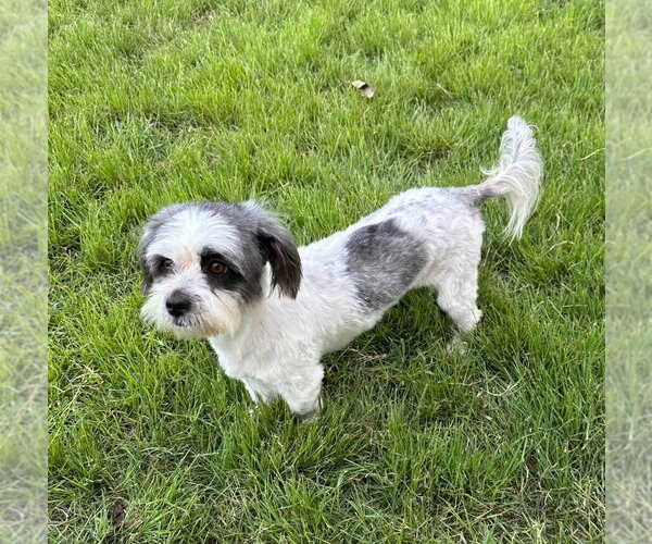 Medium Photo #3 Lhasa Apso Puppy For Sale in FRAMINGHAM, MA, USA