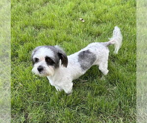 Rubi - Female Lhasa Apso Dog for Adoption - Photo #3