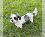 Small Photo #3 Lhasa Apso Puppy For Sale in FRAMINGHAM, MA, USA