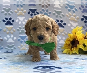 Goldendoodle (Miniature) Puppy for sale in LANCASTER, PA, USA