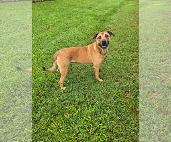 Medium Photo #2 Black Mouth Cur-Unknown Mix Puppy For Sale in Rockaway, NJ, USA