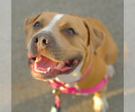 Small #11 American Pit Bull Terrier