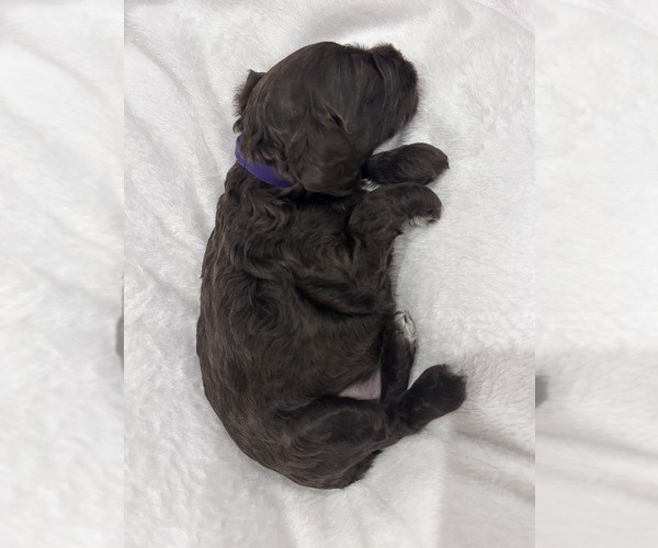 Medium Photo #21 Cockapoo (Miniature) Puppy For Sale in BLUE MOUNTAIN, MS, USA