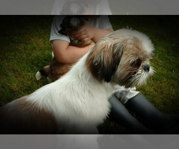 Medium Photo #1 Shih Tzu Puppy For Sale in DALTON, OH, USA