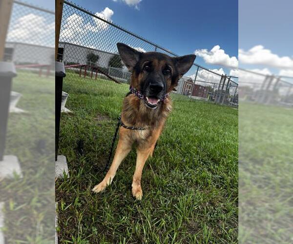 Medium Photo #2 German Shepherd Dog Puppy For Sale in Rosenberg, TX, USA