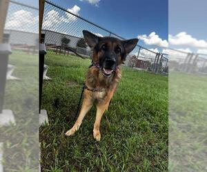 HAVOC - Male German Shepherd Dog Dog for Adoption - Photo #2