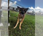 Small Photo #2 German Shepherd Dog Puppy For Sale in Rosenberg, TX, USA