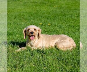 Mother of the Cavapoo (Miniature) puppies born on 03/08/2026