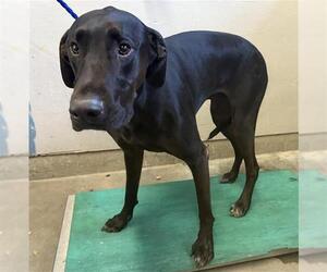 Great Dane-Unknown Mix Dogs for adoption in Camarillo, CA, USA