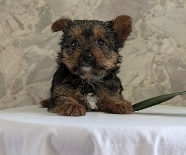 Medium Photo #32 Yorkshire Terrier Puppy For Sale in GOSHEN, IN, USA