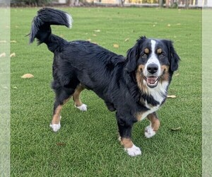 Mother of the Bordernese puppies born on 02/22/2026