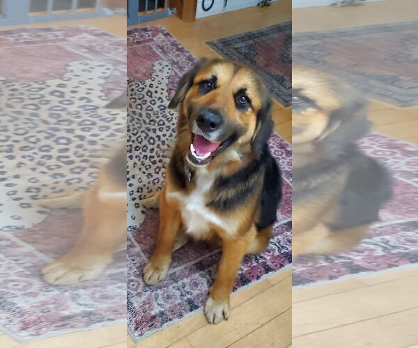 Medium Photo #3 Euro Mountain Sheparnese Puppy For Sale in Fresno, CA, USA