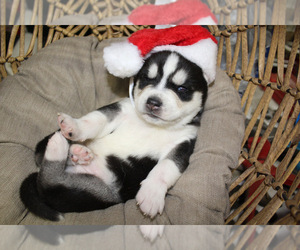 Siberian Husky Puppy for sale in MONROE, MI, USA